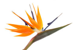 Birdofparadise.jpg