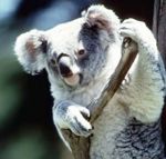 Koala sm.jpg