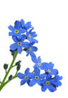 Forget-me-not.jpg