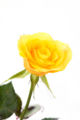 Yellowrose.jpg