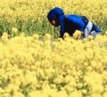 Asian field of yellow flowers cropped.jpg