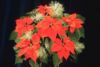 Poinsettia.jpg