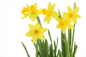 Daffodil-Day.jpg