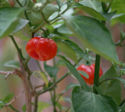 Scotch-bonnet-pepper.jpg