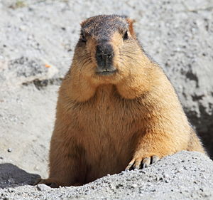 Ground-Hog-Day.jpg