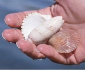 Hand with shells sm.jpg