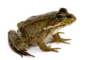 Frog-Jumping-Day.jpg