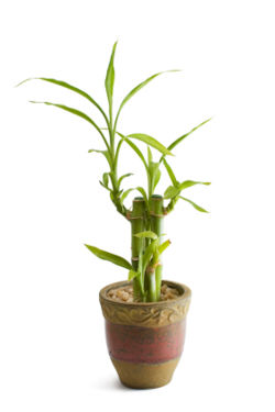 IStock Bamboo1.jpg