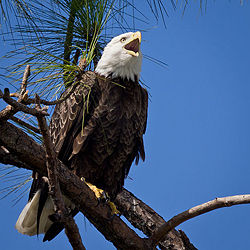 American-Eagle-Day.jpg
