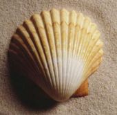 Seahell in shell sm.jpg