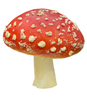 Mushroom-Day.jpg