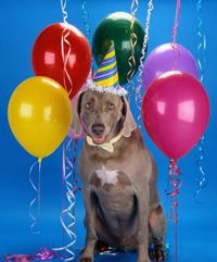 Birthdaydog.jpg