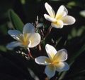 Frangipani flowers.jpg